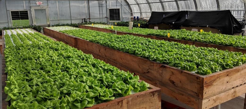 Aquaponics deep water culture lettuce greenhouse — GSS CEA design