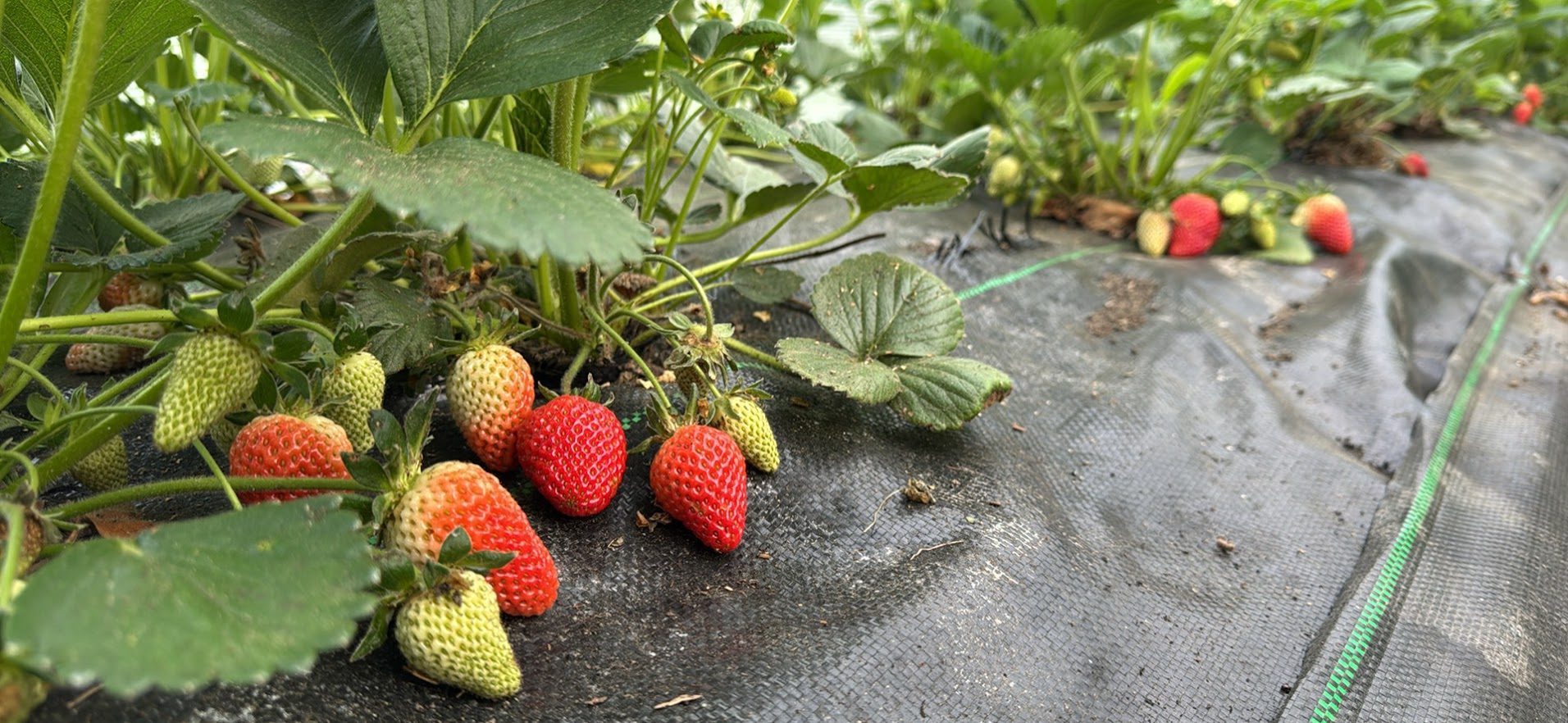 Ripe strawberries on weed barrier in a productive raised-bed garden, GSS Newfields NH